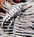   Crinoid Shrimp study iin Black White. White  